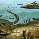 Эти первые позвоночные рыбы сохранились только в ископаемом виде, но некоторые их потомки живут и в наше время.