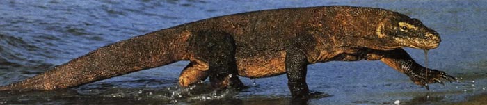 Комодскии варан - крупнейшая ящерица на земле.