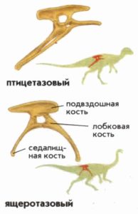 Две большие группы динозавров