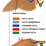 Птицы и птерозавры: отличия в строении крыльев