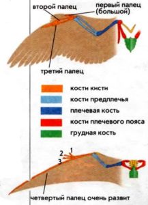 Птицы и птерозавры: отличия в строении крыльев