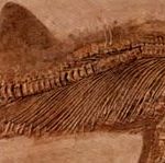 Ихтиозавр был очень похож на рыбу, однако он являлся рептилией.