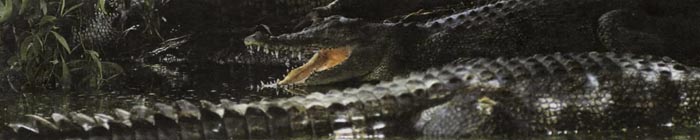 Современные крокодилы гораздо лучше чувствуют себя в воде, чем на суше.