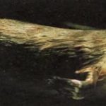 Утконос, млекопитающее, которое откладывает яйца, как его далекие предки.