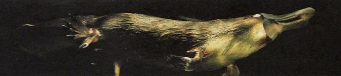 Утконос, млекопитающее, которое откладывает яйца, как его далекие предки.