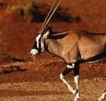 Орикс, африканская антилопа