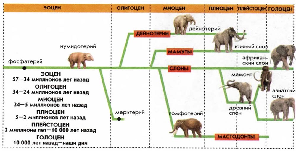 Эволюция слонов