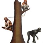 От обезьяны к человеку