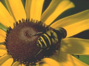 Как пчелы собирают и переносят пыльцу