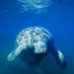 Тюлени южного полушария