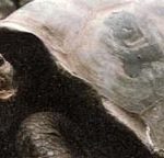 На каждом из 13 островов Галапагосского архипелага живет особая разновидность гигантской черепахи.