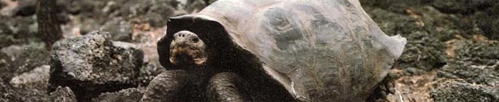На каждом из 13 островов Галапагосского архипелага живет особая разновидность гигантской черепахи.