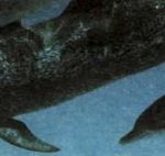Дельфин, хотя и является млекопитающим, имеет тело обтекаемой формы, очень похожее на тело акулы.