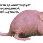 Эта мышь без шерсти демонстрирует результат неожиданной, генетической мутации.