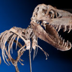 Почему не были найдены скелеты динозавров до XIX века