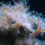 Актинии, морские анемоны