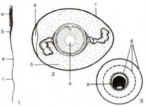 1 — сперматозоид чайки, а — головка, б — шейка, в — средняя часть, г — хвост; 2 — яйцо чайки, а — яйцеклетка, б — белок, в — воздушная камера, г — скорлуповая оболочка; 3 — икринка лягушки, а — яйцеклетка, б — слизистые оболочки.