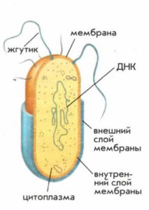 Бактерия - примитивная клетка