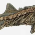 Ископаемые остатки ихтиозавра. Сохранились и отпечатки мягких частей тела.