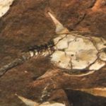Эта окаменевшая рыба дориаспис, найденная в Норвегии, имеет много общего с птерасписом