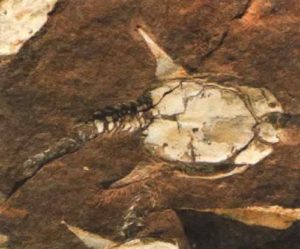 Эта окаменевшая рыба дориаспис, найденная в Норвегии, имеет много общего с птерасписом