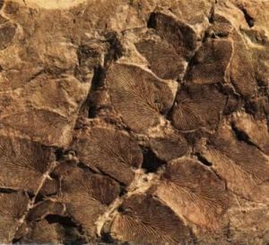 Нейроптерис, папоротник в каменном угле (320 миллионов лет).
