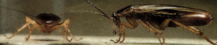 Тараканы были очень распространены уже 300 миллионов лет назад.