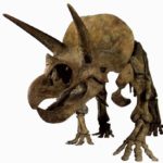 Впечатляющая физиономия трицератопса (8 м в длину). Он жил в конце мелового периода.