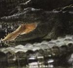 Современные крокодилы гораздо лучше чувствуют себя в воде, чем на суше.
