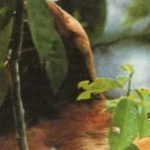 У современной птицы гоацина птенцы имеют на крыле когтистые пальцы, чтобы лазать по деревьям.