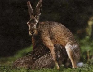 Млекопитающие (здесь зайцы), единственные животные, которые кормят своих детенышей молоком.