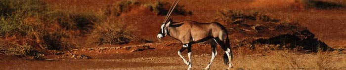 Орикс, африканская антилопа