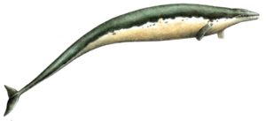Базилозавр