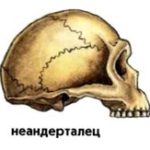 Череп неандертальца