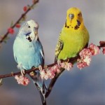 Питание и пищеварение у птиц