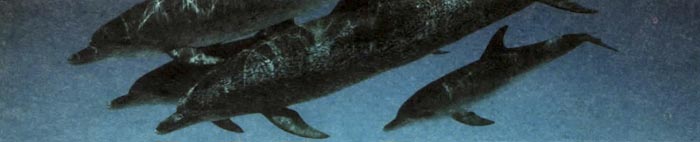 Дельфин, хотя и является млекопитающим, имеет тело обтекаемой формы, очень похожее на тело акулы.