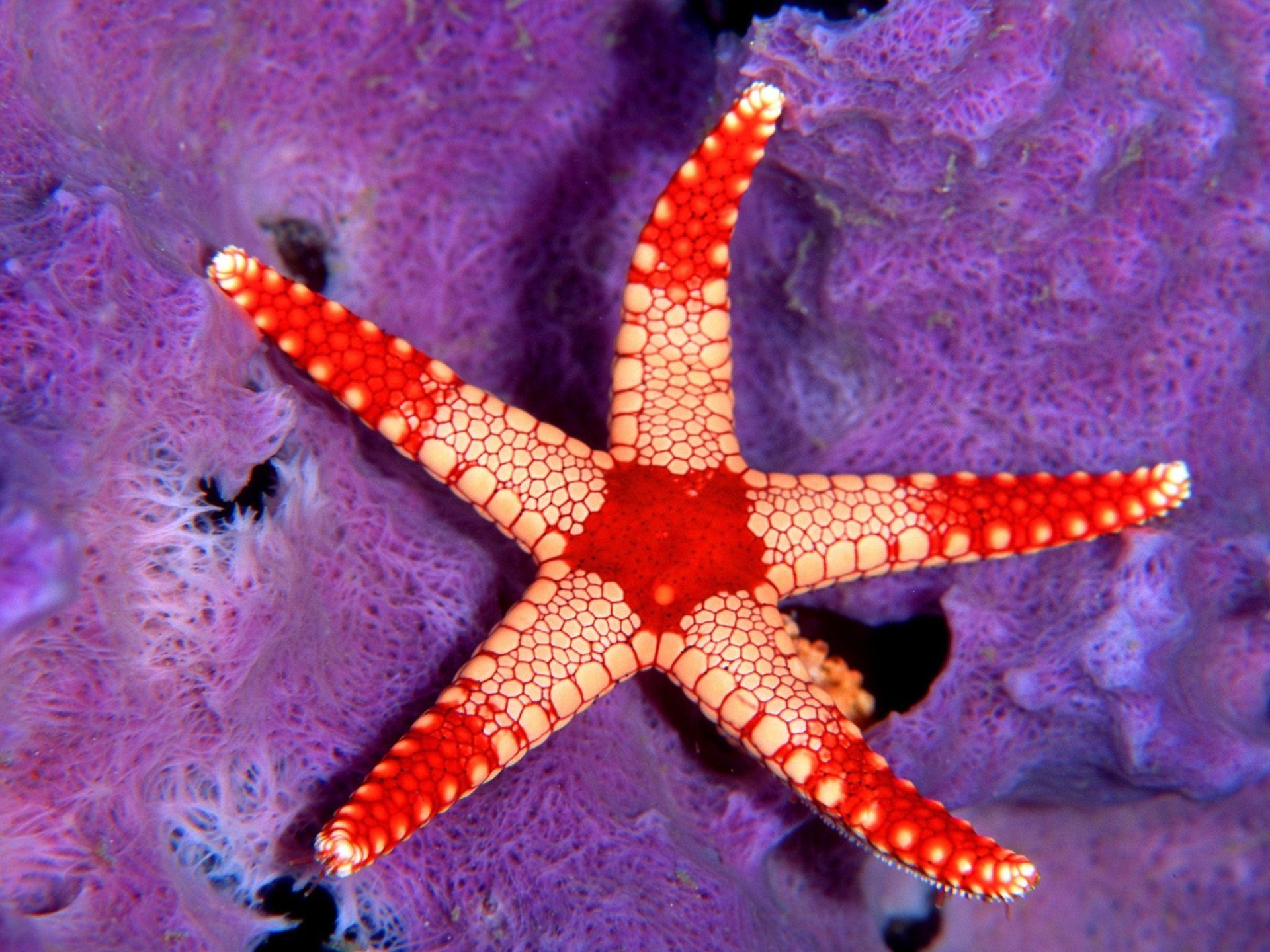 Почему морские звезды. Солястер морская звезда. Шестиконечная морская звезда. Морские обитатели морская звезда. Разноцветные морские звезды.