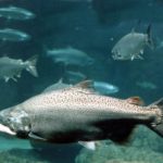 Чавыча – самый крупный лосось